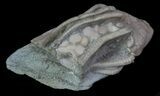 Bargain, Macrocrinus Crinoid Fossil - Crawfordsville, Indiana #68509-3